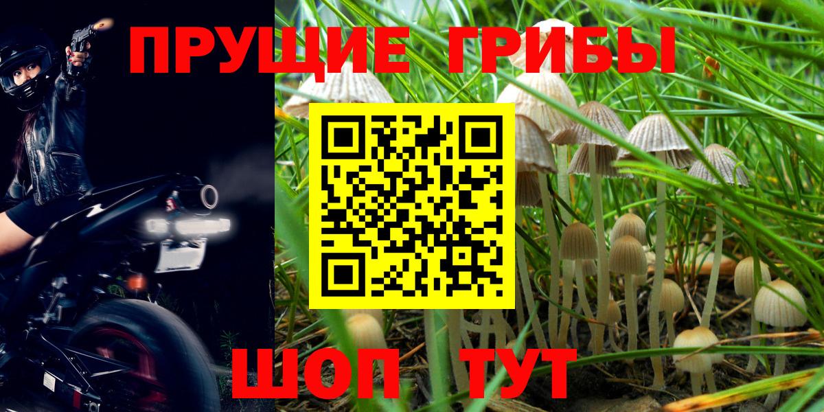 Псилоцибиновые грибы Cubensis Глазов